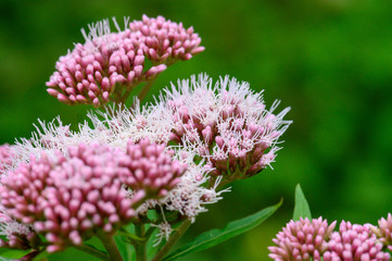 Insekt auf einer Pflanze