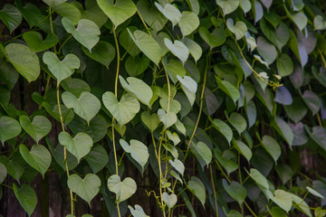 green 'heart' leaves background