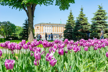 Obraz premium Spring tulips in Moscow Kremlin garden