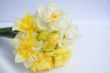 Bouquet of white and yellow terry daffodils on a white background