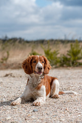 Adorable cute welsh springer spaniel, active happy healthy dog playing outside.