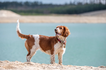 Adorable cute welsh springer spaniel, active happy healthy dog playing outside.