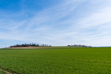 green field of barley with trees in the background and the sky in blue on a sunny day