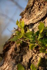Branches with green leaves grow on the trunk of an old tree