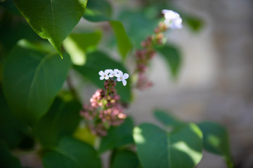 Floraison du lilas blanc