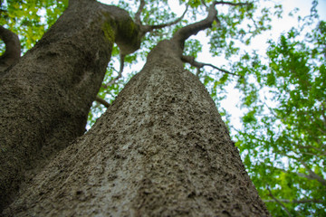 Naklejka premium 木