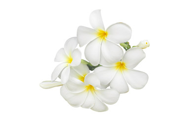 Frangipani flowers isolate is on white background and clipping path