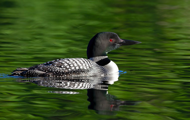 Obraz premium Common Loon (Gavia immer) closeup swims with it's reflection on Buck Lake, Ontario, Canada