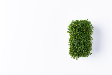 Arugula sprouts in tray on a white background. top view