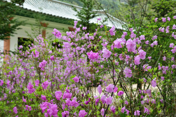 Obraz premium Blooming wild rosemary in North Korea