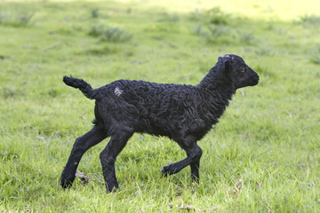 Black male ouessant lamb running and playing in the meadow
