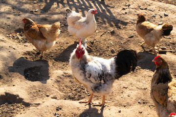 Fototapeta na wymiar A group of pasture raised chickens peck for feed on the ground