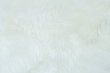 Sheepskin, lambskin white background the hide of sheep or lamb skin rug with soft hair texture on...