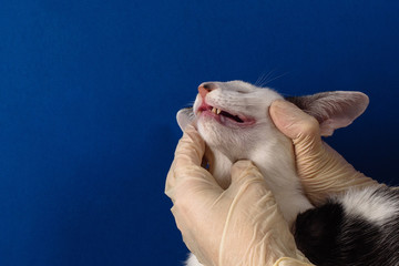 An oriental cat without teeth after an operation in the hands of a veterinarian with gloves on a blue background. Pet treatment, health. Copy space, banner.