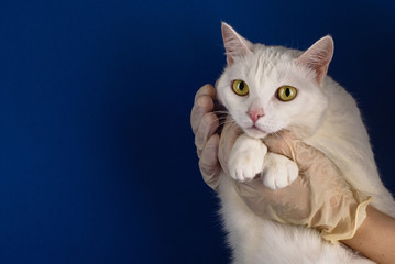 Beautiful and cute cat in the hands of a veterinarian in medical gloves. Blue background, cat examined at a veterinary clinic. Pet treatment, veterinary concept. Copy space, banner.