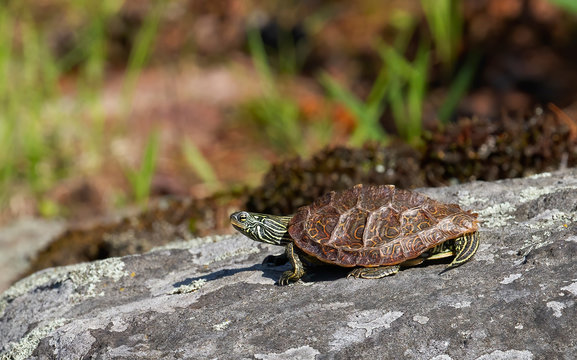 Northern Map turtle sitting on top of a rock in Ontario, Canada