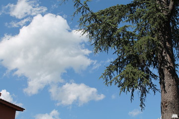 tree sky and clouds 
