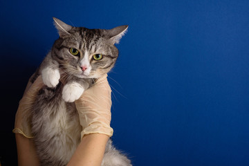 Beautiful and cute cat in the hands of a veterinarian in medical gloves. Blue background, cat examined at a veterinary clinic. Pet treatment, veterinary concept. Copy space, banner.