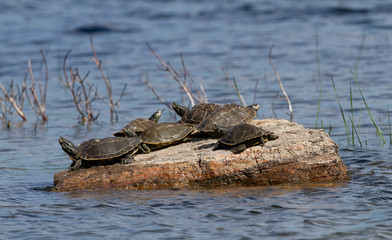 Northern Map Turtles resting on a rock in the sunshine on Buck Lake, Ontario, Canada