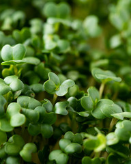 Fototapeta na wymiar Arugula sprouts close-up. Micro green superfood.