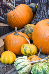 Halloween pumpkins pile or stack mix assortment, during food festival, at the market.