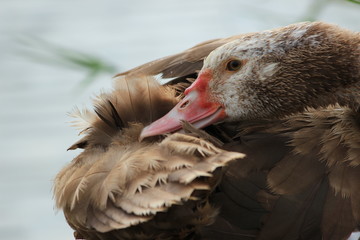 portrait of goose