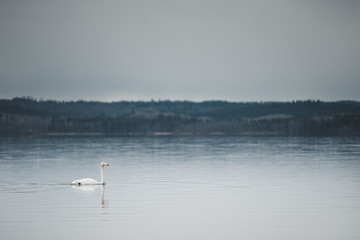 swans on the lake