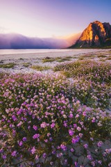 Paarse bloemen in meer bij zonsondergang