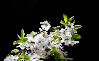 Blooming bird cherry branches with white flowers on a black background