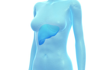 Liver, Female Human Body, Internal Organ, Medical 3D Illustration