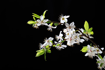 Blooming bird cherry branches with white flowers on a black background