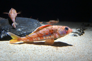 水底で休息するとても美しい魚　カナガシラ