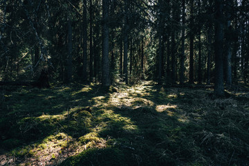 autumn forest in the morning