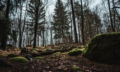 forest in the forest