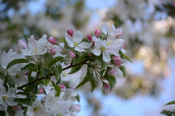 
A branch of a blossoming apple tree with buds on a blurred bokeh background of a blossoming tree...