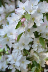 A branch of a blossoming apple tree on the background of a large blossoming tree