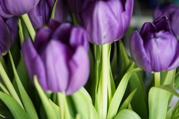 Fresh spring violet tulips flowers background.