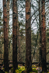 Obraz premium four trees in autumn