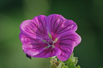 close up of a flower