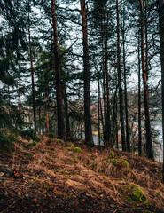 autumn in the woods