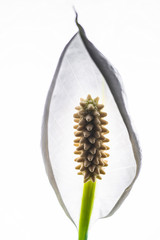 spathiphyllum flower macro. flower female happiness.