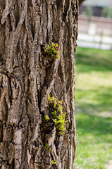 Tree trunk with little leaves