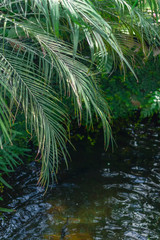 Tropical palm leaves near water.