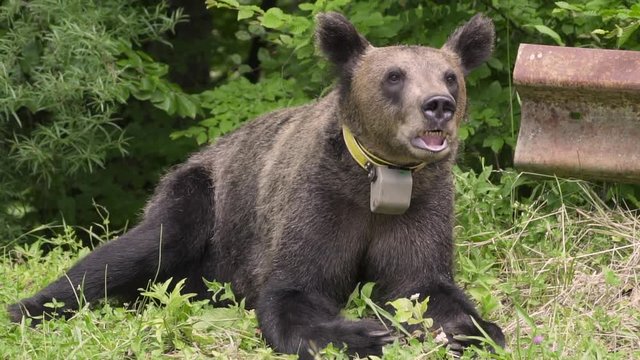 Young brown bear with a gps tracker on his neck. Close up.