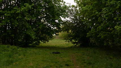 Krzewy i drzewa. © Bernadeta