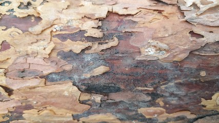 bark of an old tree close-up
