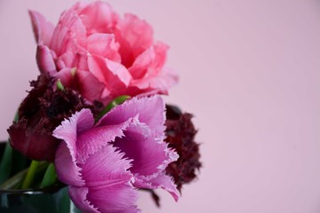 Assorted tulips in the left corner of the leaf on a pink background