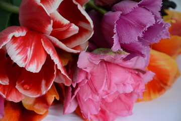 Terry and peony-shaped multi-colored tulips on a light background