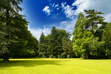 Picturesque landscape of sunny meadow in summer park.