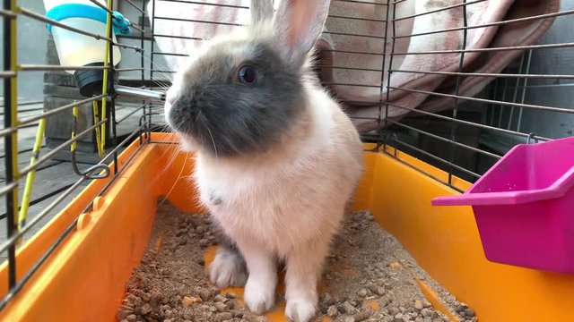 A gray rabbit is sitting in a cage. An animal with big ears. Domestic hare in a yellow box.